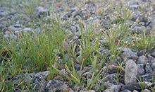 Entretien Zéro Phyto